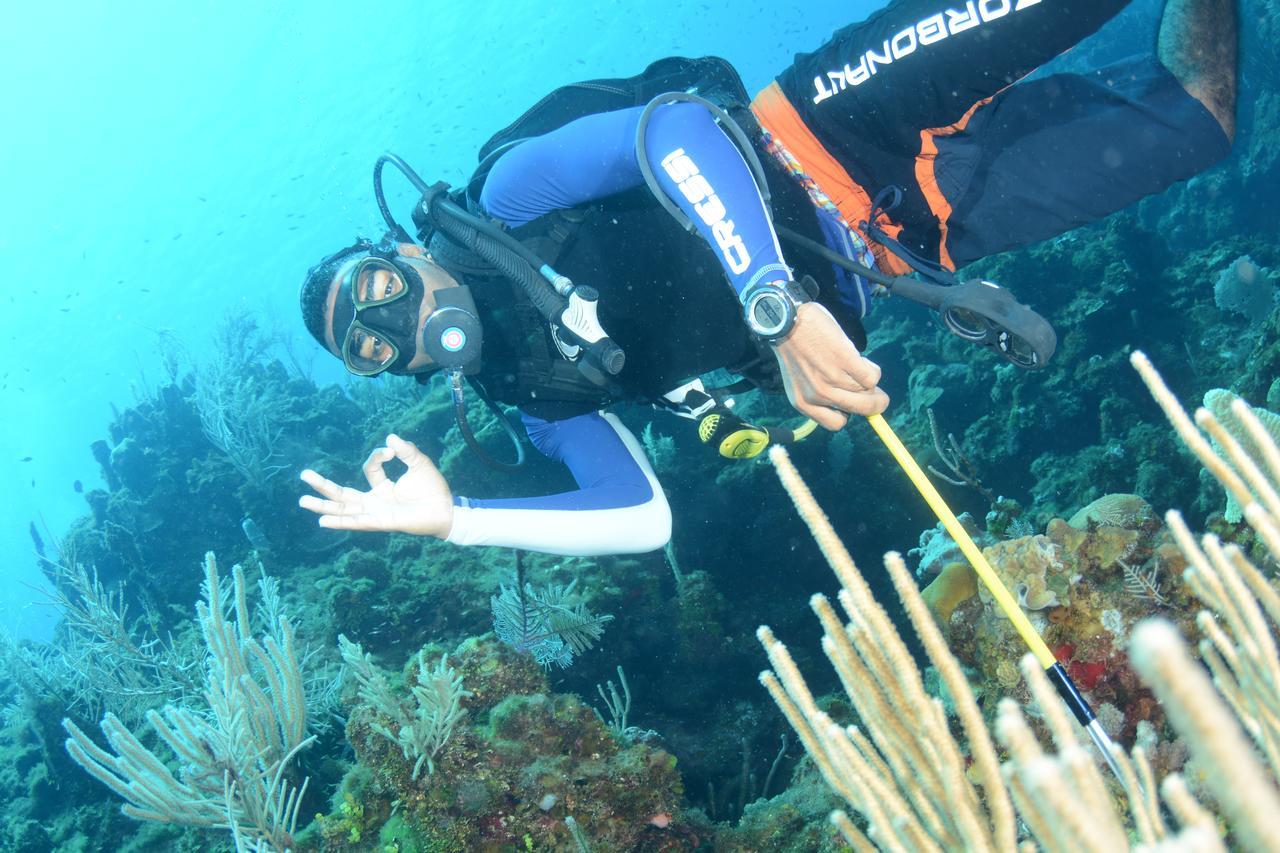 Seagrape Plantation Resort & Dive Center West End Esterno foto